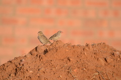 Quelea quelea lathamii