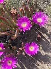 Carpobrotus virescens