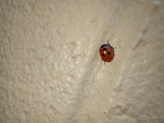 Coccinella undecimpunctata