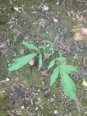 Carya cordiformis