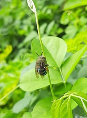 Zonamegilla