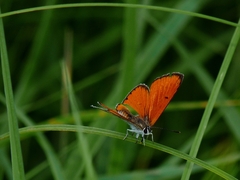 Lycaena dispar