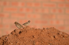 Quelea quelea lathamii