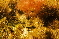 Tetractenos glaber