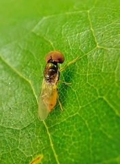 Microchrysa