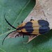 Reticulated Net-winged Beetle - Photo (c) Daniel Onea, some rights reserved (CC BY-NC), uploaded by Daniel Onea