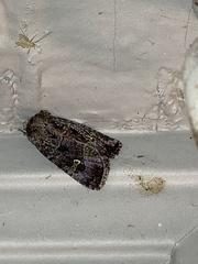 Lacinipolia renigera