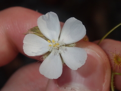 Drosera hirsuta