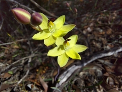 Thelymitra antennifera