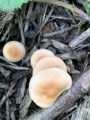 Agrocybe putaminum