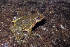 Amolops albispinus