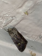 Lacinipolia renigera