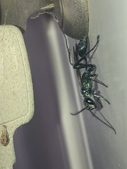 Chalybion bengalense