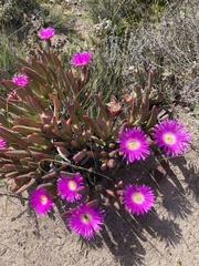 Carpobrotus virescens