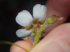 Drosera hirsuta