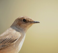 Oenanthe familiaris