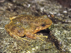 Amolops albispinus