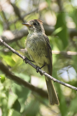 Xenotriccus mexicanus