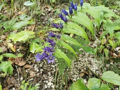 Gentiana asclepiadea