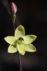 Thelymitra antennifera