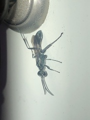 Chalybion bengalense