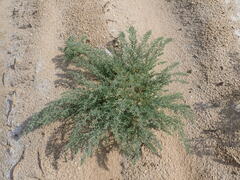 Suaeda prostrata