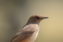 Oenanthe familiaris
