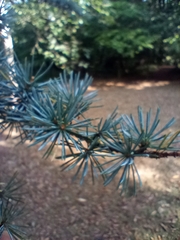 Cedrus atlantica