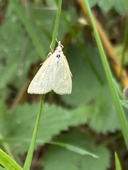 Udea lutealis