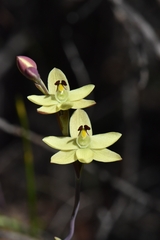 Thelymitra antennifera