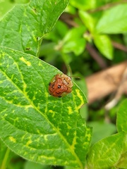 Laccoptera nepalensis
