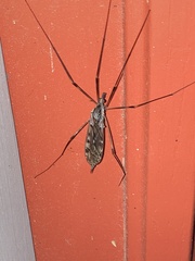 Tipula abdominalis
