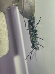 Chalybion bengalense