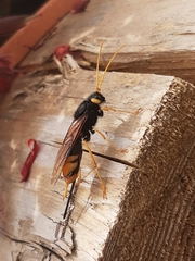 Urocerus gigas
