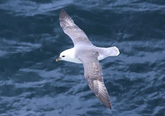 Fulmarus glacialis