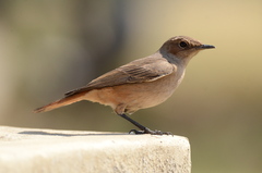 Oenanthe familiaris