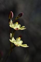Thelymitra antennifera