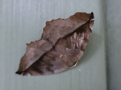 Eutrapela clemataria