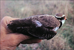 Elseyornis melanops