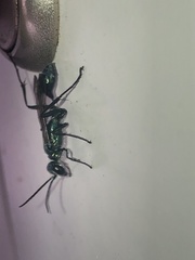 Chalybion bengalense