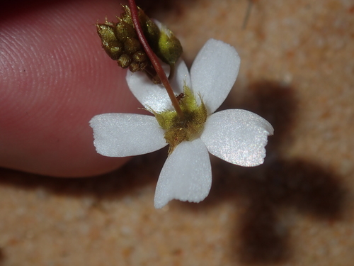 Drosera radicans