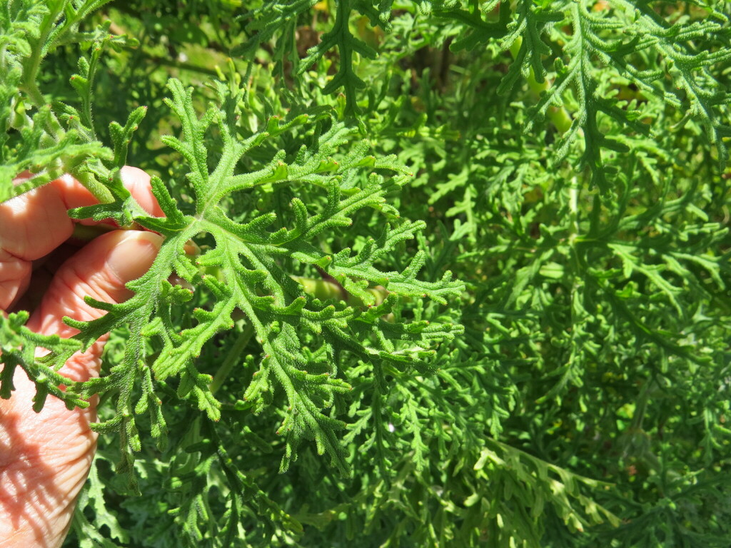 Rasp-leaf pelargonium from Rondebosch, Cape Town, 7700, South Africa on ...