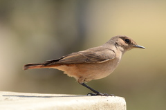 Oenanthe familiaris
