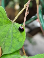 Chilocorus nigritus