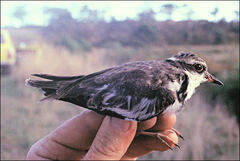 Elseyornis melanops