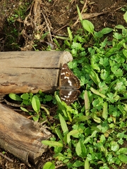 Apatura ilia