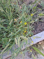 Paniceae