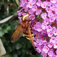 Volucella zonaria