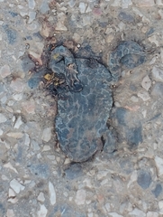 Bufotes viridis viridis