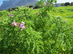 Pelargonium radens